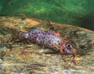 upside-down catfish