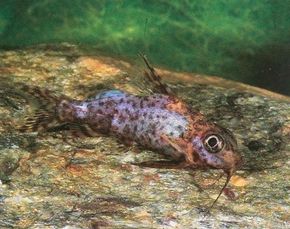Upside-Down Catfish -- synodontis nigriventris