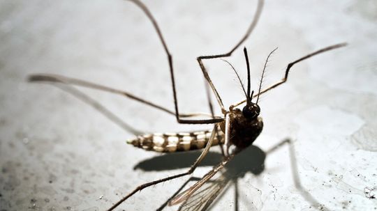 What If Mosquitoes Went Extinct?