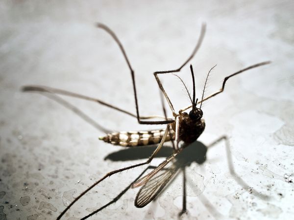 A presumably dead mosquito lies upturned on its back on a white background.