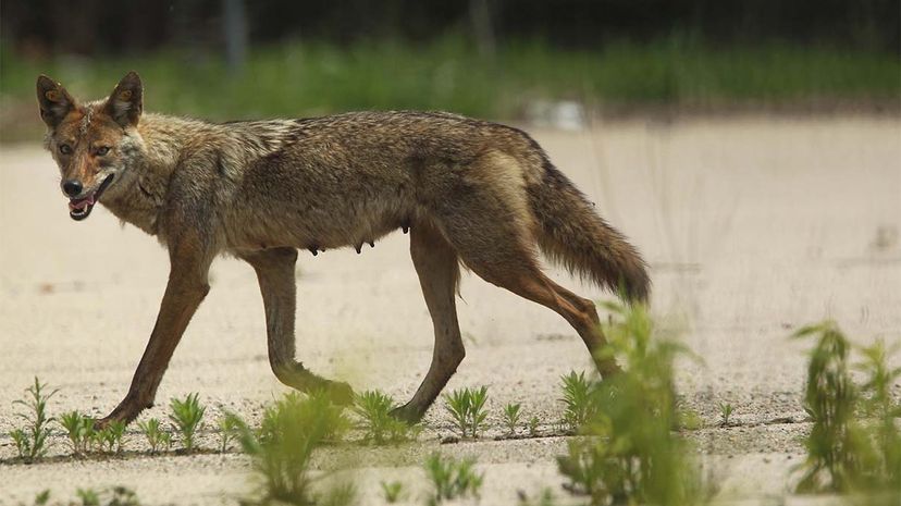 do coyotes attack dogs during the day