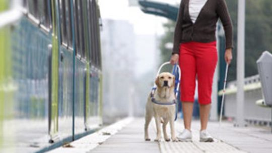 U.S. Pet Travel Laws Guide