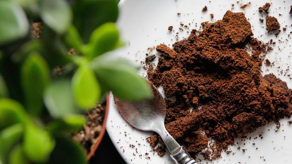 coffee grounds, fertilizer