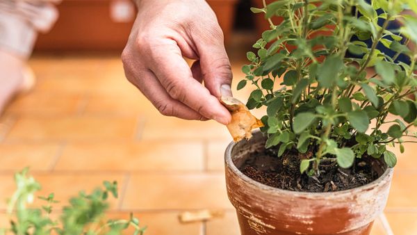 Man adding used tea as compost 