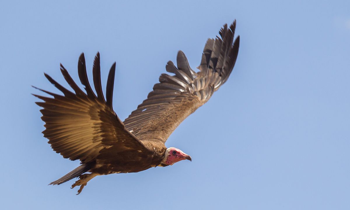 Why is it a bad idea to scare a vulture? HowStuffWorks
