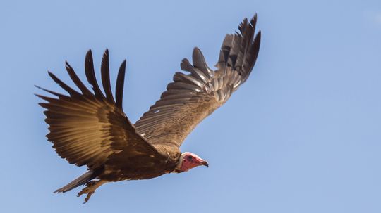 Why is it a bad idea to scare a vulture?