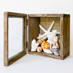 Seashells in a shadow box with a hinged glass lid.