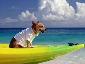 A lonely dog Chihuahua on a kayak floating in the vast open sea.