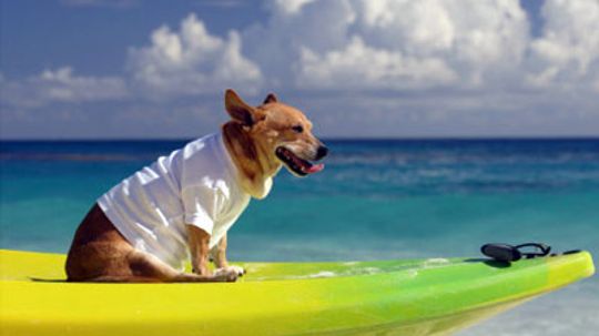How to Vacation With Your Pet