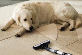 dog keeps an eye on the vacuum cleaner