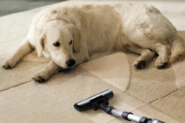 dog keeps an eye on the vacuum cleaner