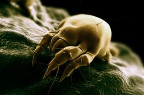 dust mite