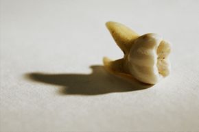 Tooth on white background