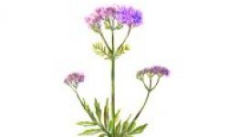 Valerian is commonly used for insomnia, anxiety, and hyperactivity.