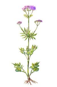 Valerian is commonly used for insomnia, anxiety, and hyperactivity. Learn more about valerian and making valerian herbal tea.