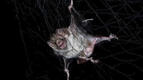 Socially Distancing When Ill Is Natural; Just Look at Vampire Bats - Vimarsana News