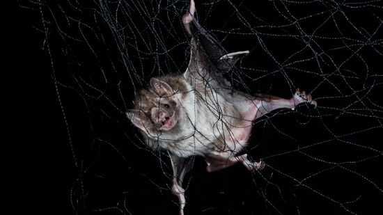 社会距离当生病是自然的;看看吸血蝙蝠”class=