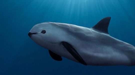 With Fewer Than 10 Left, Can the Vaquita Be Saved?