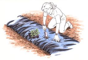 To plant your seedlings or seeds in landscape fabric mulch, cut an &quot;X&quot; at the planting site.