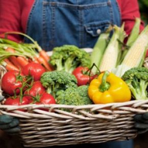 assortment of vegetables