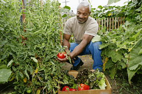 Veggie Garden 