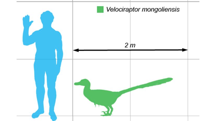 Velociraptor