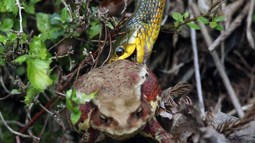 Asian tiger snake