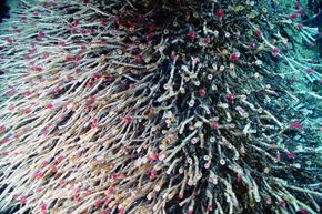 They might hide out deep in the ocean, but tubeworms are hardly antisocial.