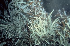 Tubeworms love their extreme environments around deep-sea volcano vents.