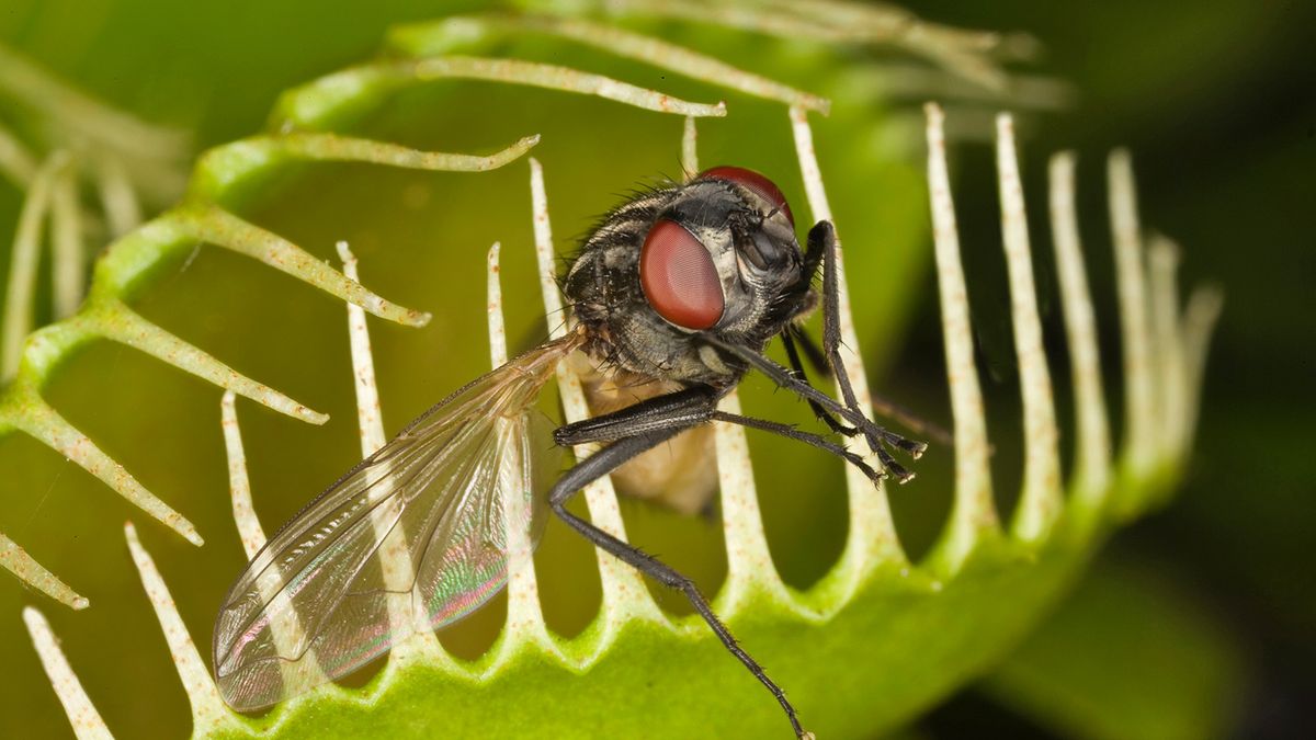 Garden Q&A: Amazing Venus fly traps have a taste for protein