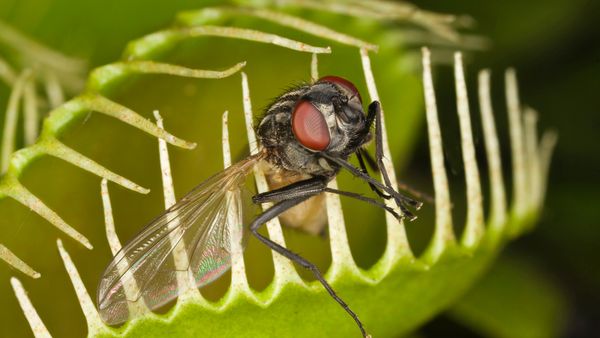 venus flytrap