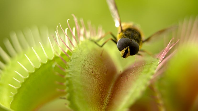 Venus Flytrap Plant Catching a Fly