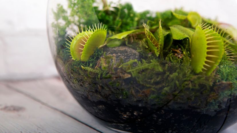 Venus Flytraps - Should You Watch Your Fingers? Plus Some Fun Facts! - A