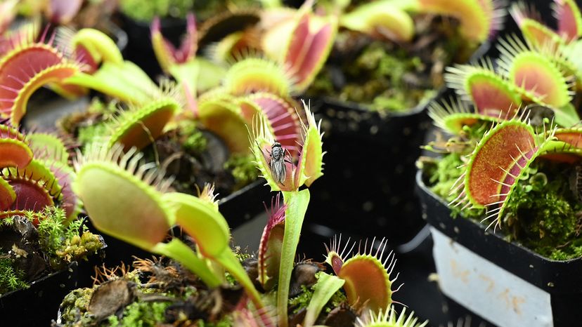 Garden Q&A: Amazing Venus fly traps have a taste for protein