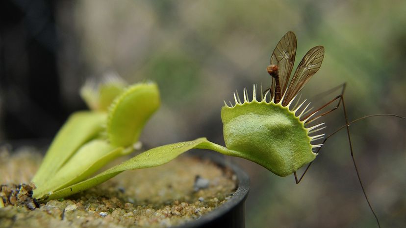 Do you leave your fly carcasses inside the traps? Best method for removal?  : r/VenusFlyTraps