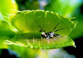 在捕蝇草颚状叶子上爬行的昆虫＂border=