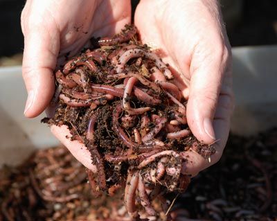 A woman holding earthworms.