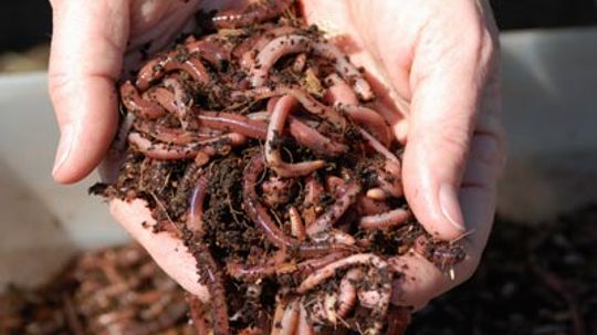 How Vermicomposting Works