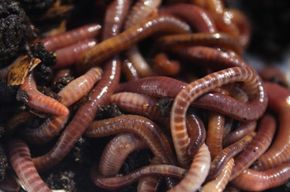 Red Wiggler Composting