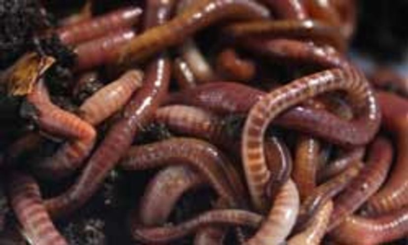 The Ultimate Vermicomposting Quiz