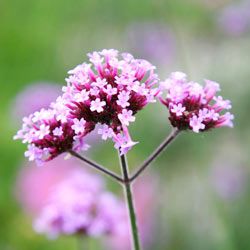 Close Up Of Purpletop Verbena Flower Quebec Province, Canada.