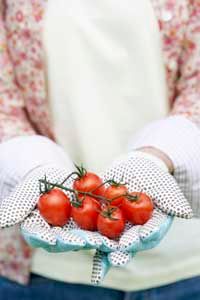 The price per pound for growing your own tomatoes is around 25 cents, compared to $1.77 at the store.