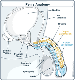 To better understand how Viagra works, it helps to understand how the penis works as well.