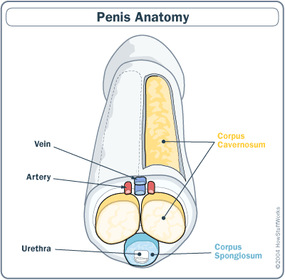 The penis handles two tasks: urination and ejaculation.