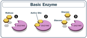 Enzymes are proteins made from amino acids.