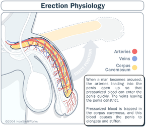 Erections Gone Wrong: What Viagra Does to the Penis 