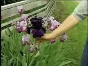 Garden Skills: Irises and Ponds