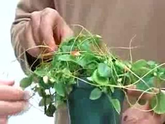 What time of day should you water your plants?