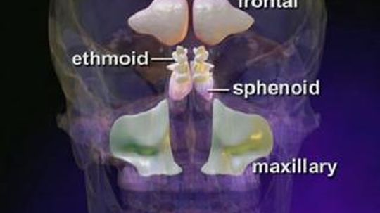 鼻窦堵塞和充血的自然疗法是什么?＂width=