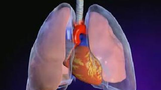 What are some facts about the respiratory system?